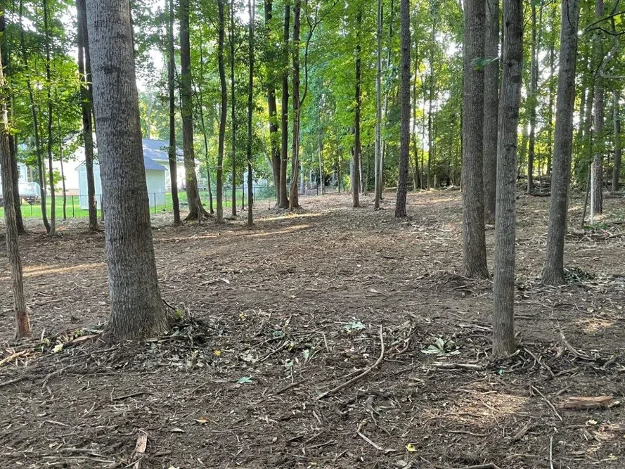 Woods opened up by brush clearing, the underbrush mulched and the tall trees left standing