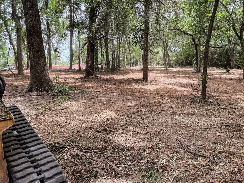 Brush clearing under mature trees with the underbrush mulched to the ground
