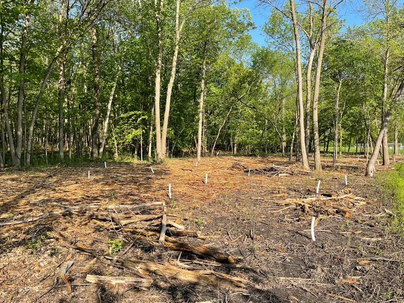 Woodland understory cleared to the ground after buckthorn removal, mature trees left standing