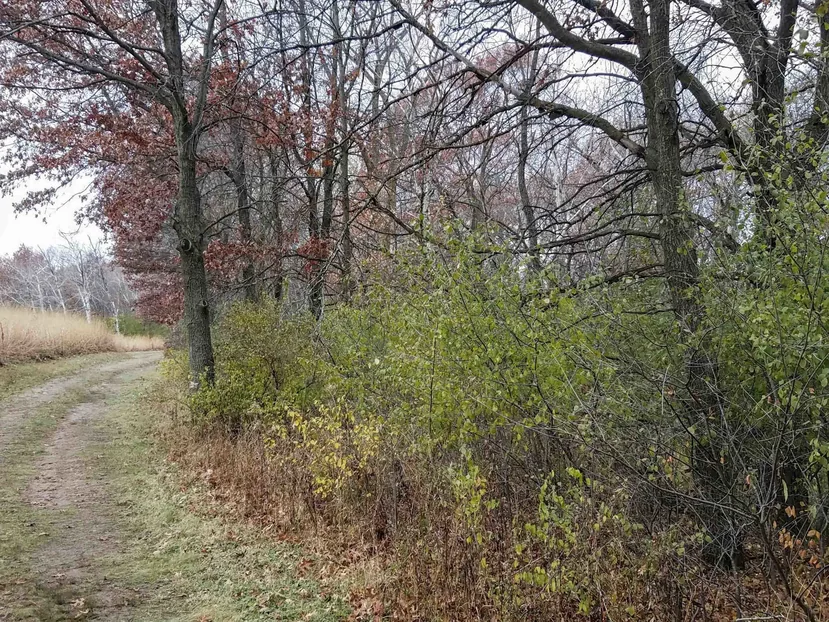 Dense buckthorn thicket in the understory beside a farm lane before removal