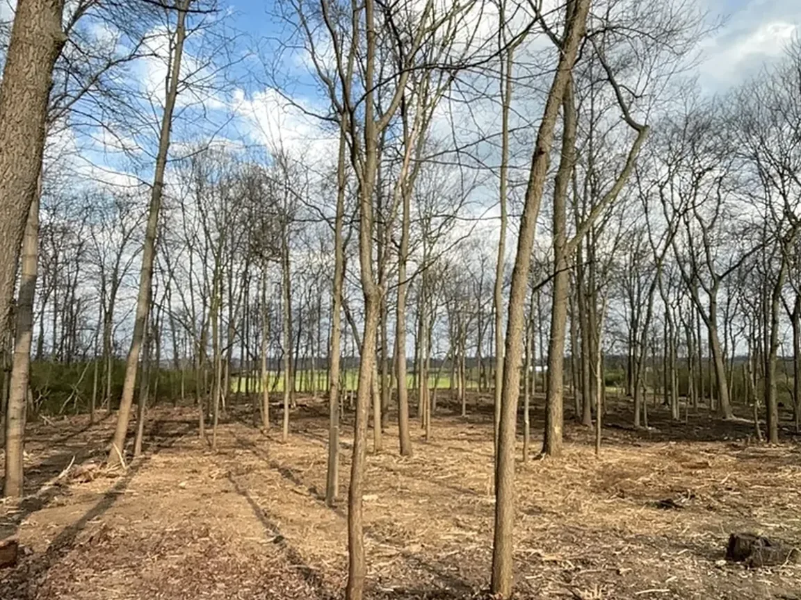 Home site in the woods cleared of underbrush for site preparation